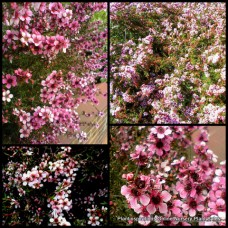 Leptospermum Pink Cascade 1 Plants Flowering Native Shrubs Groundcover